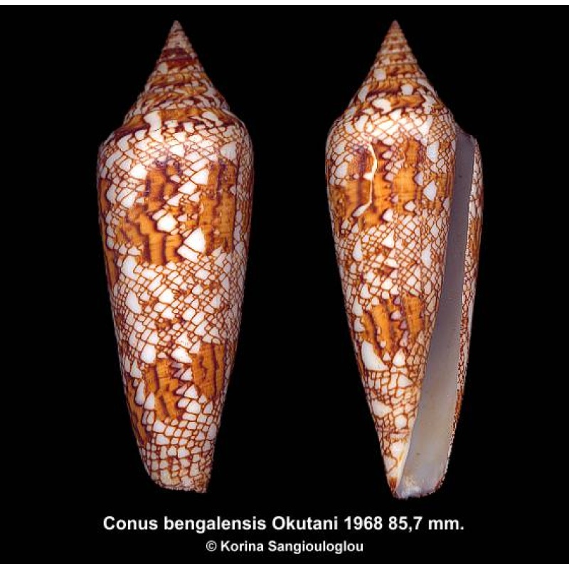 Conus bengalensis Gorgeous!