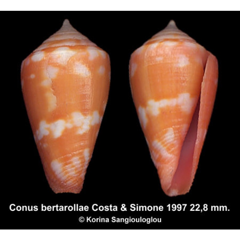 Conus bertarollae Gorgeous Orange Ornamented!