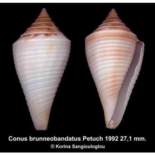 Conus brunneobandatus Gorgeous Rare!