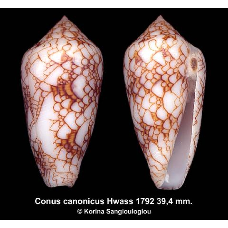 Conus canonicus Gorgeous Superb!