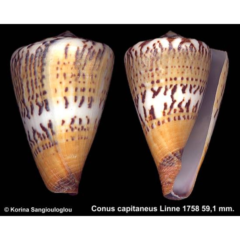Conus capitaneus Outstanding Unusual Pattern!