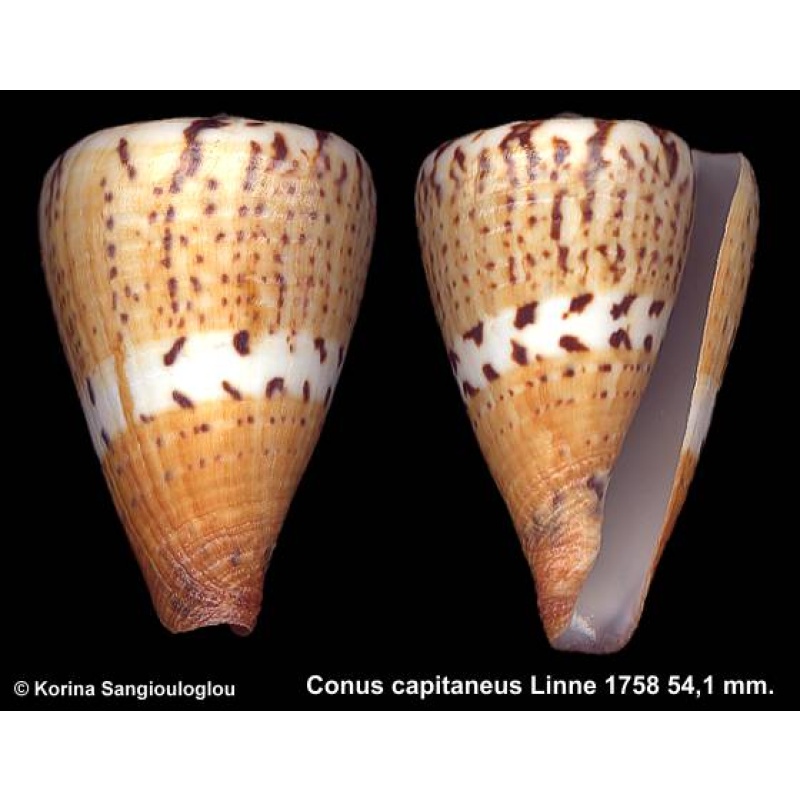 Conus capitaneus Outstanding Yellowish!