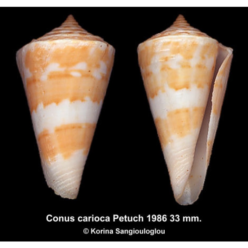 Conus carioca Gorgeous Yellowish/orange!