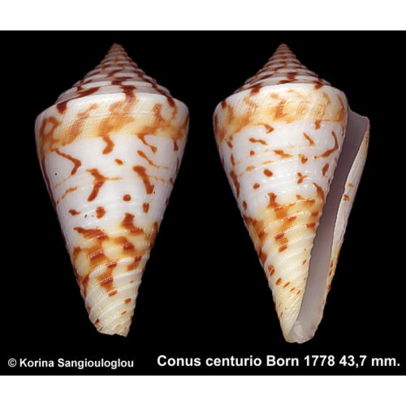 Conus centurio Gorgeous Superb!