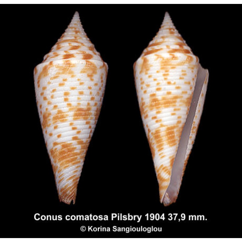 Conus comatosa Gorgeous Superb!