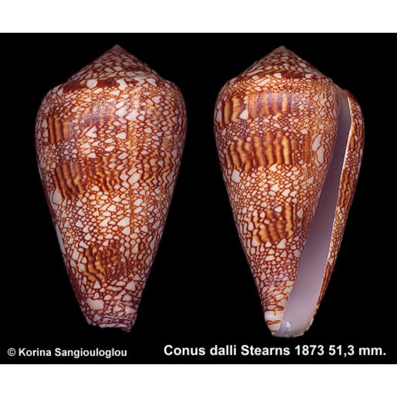 Conus dalli Gorgeous Dark!