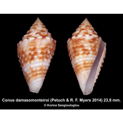 Conus damasomonteiroi Gorgeous Rare Superb!
