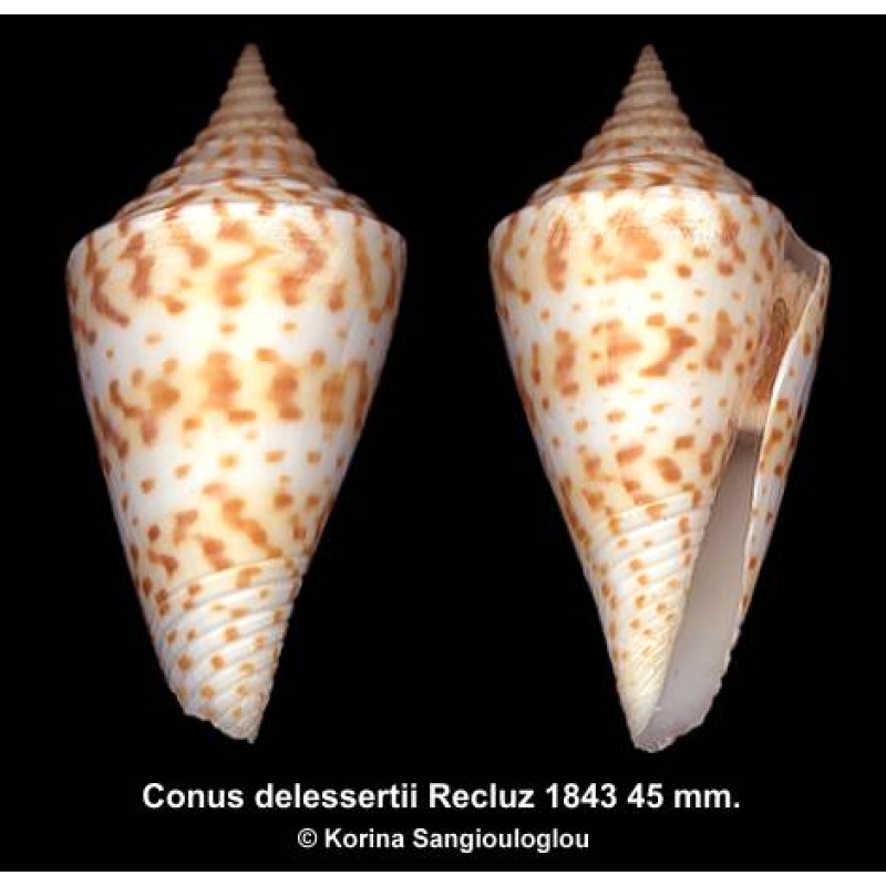 Conus delessertii Gorgeous!