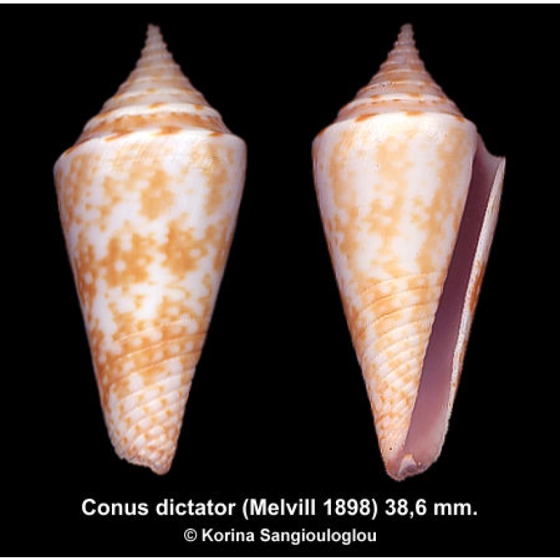Conus dictator Gorgeous!
