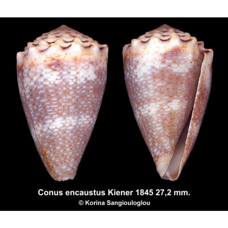 Conus encaustus Gorgeous Exceptional Rare!