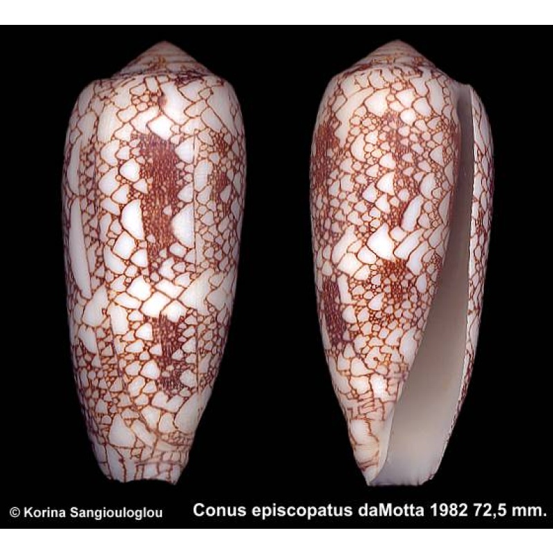 Conus episcopatus Outstanding Brown White!