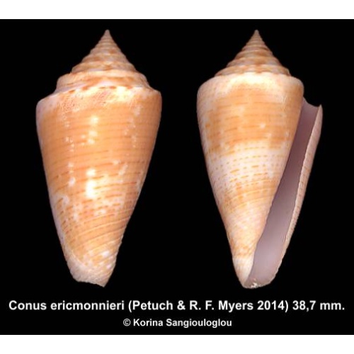 Conus ericmonnieri Gorgeous Unusual Superb!