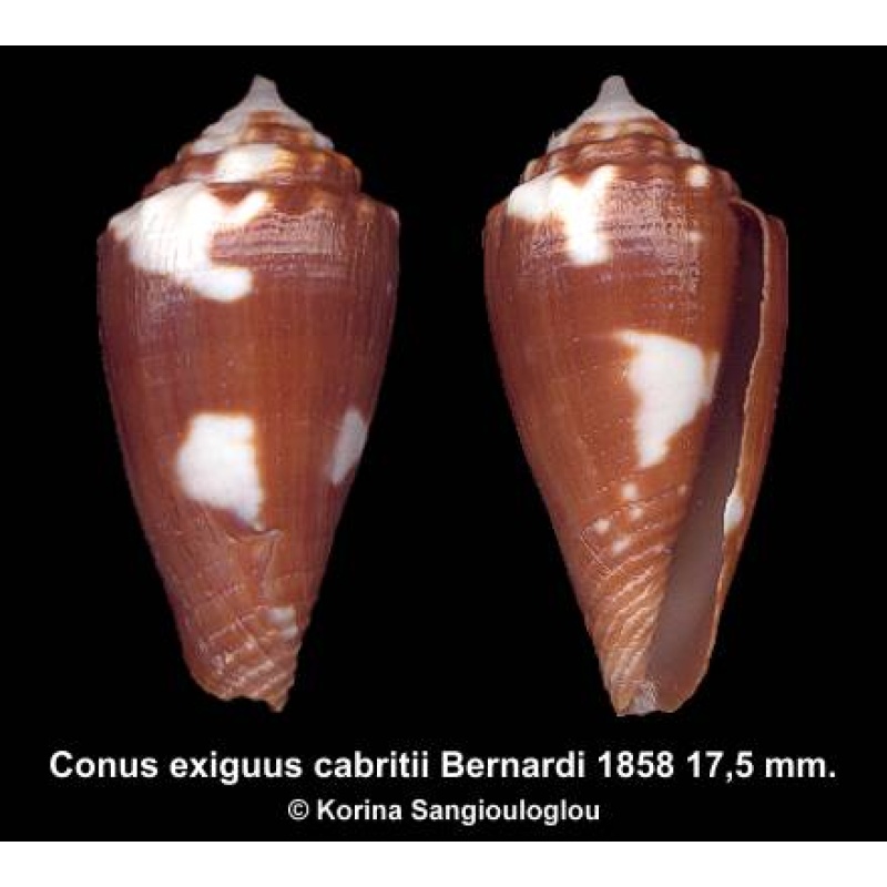 Conus exiguus cabritii Gorgeous Rare Elongated!
