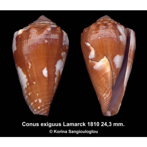 Conus exiguus Gorgeous Rare Dark!