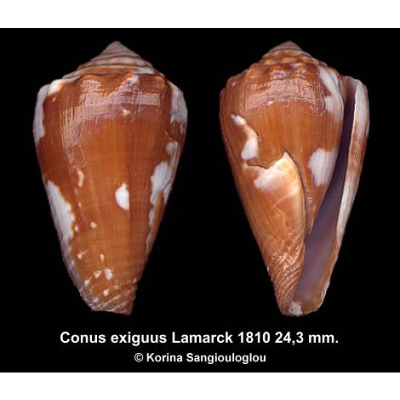 Conus exiguus Gorgeous Rare Dark!