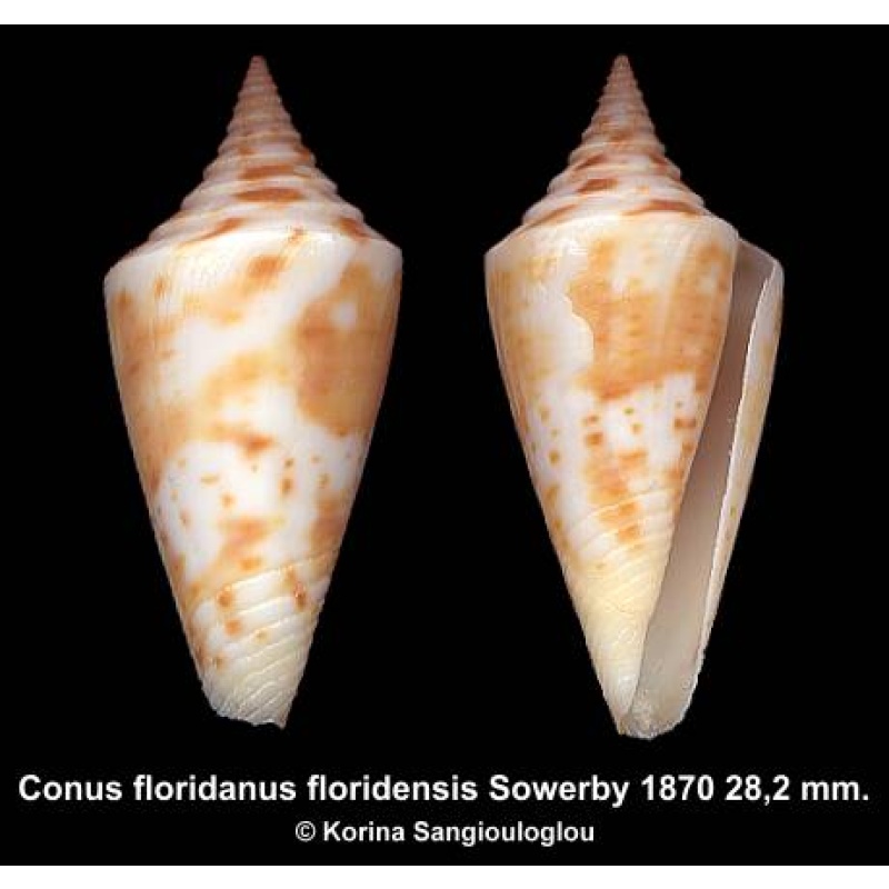 Conus floridanus floridensis Gorgeous!