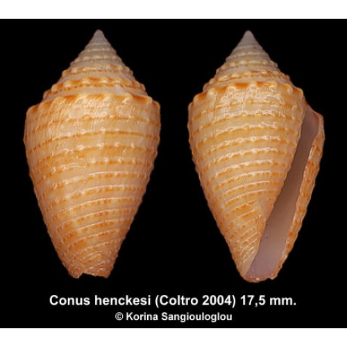 Conus henckesi Gorgeous Granulose Orange!
