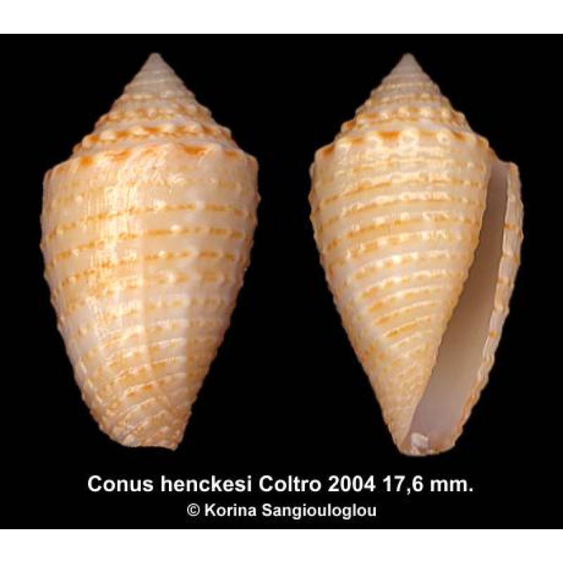 Conus henckesi Gorgeous Large Granulose Superb!