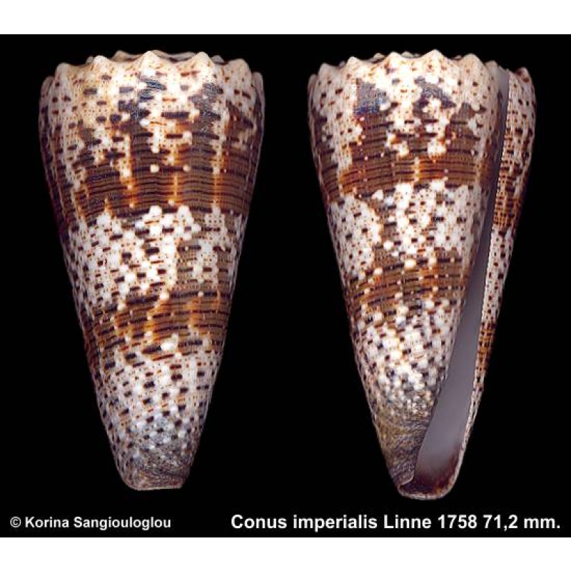 Conus imperialis Gorgeous Dark Superb!