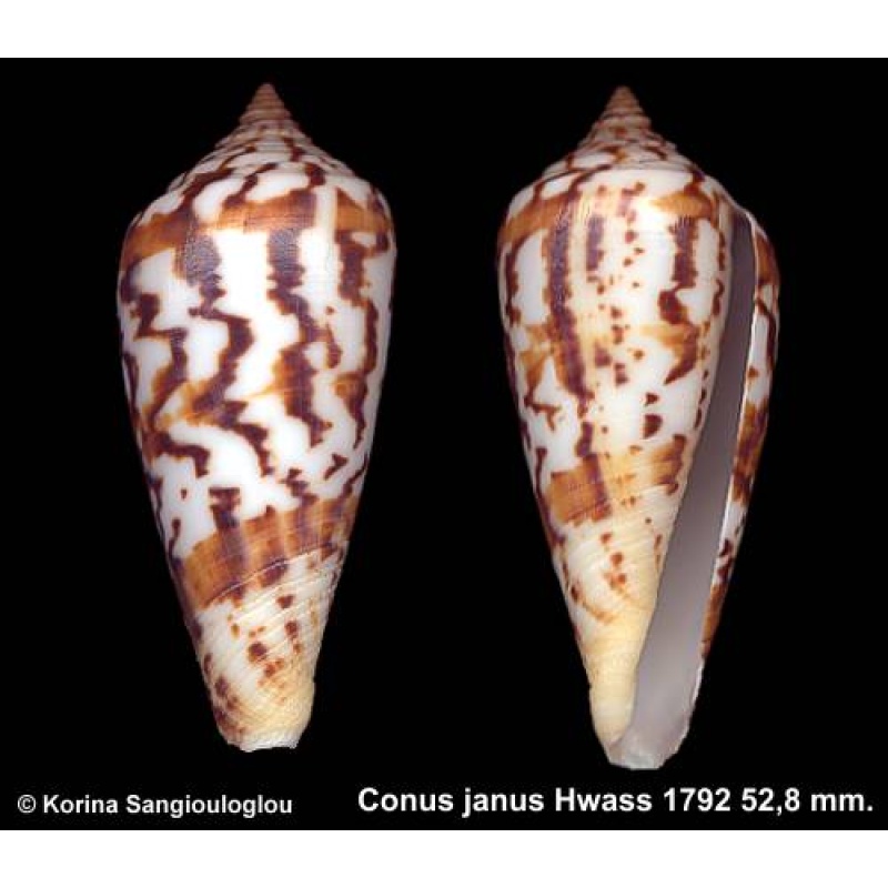 Conus janus Outstanding Black/White!