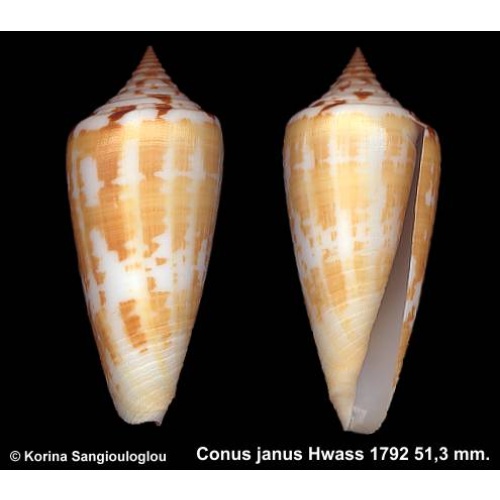 Conus janus Outstanding Yellow/White!