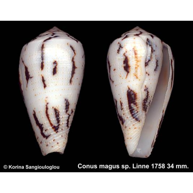 Conus magus sp. Gorgeous Unusual!