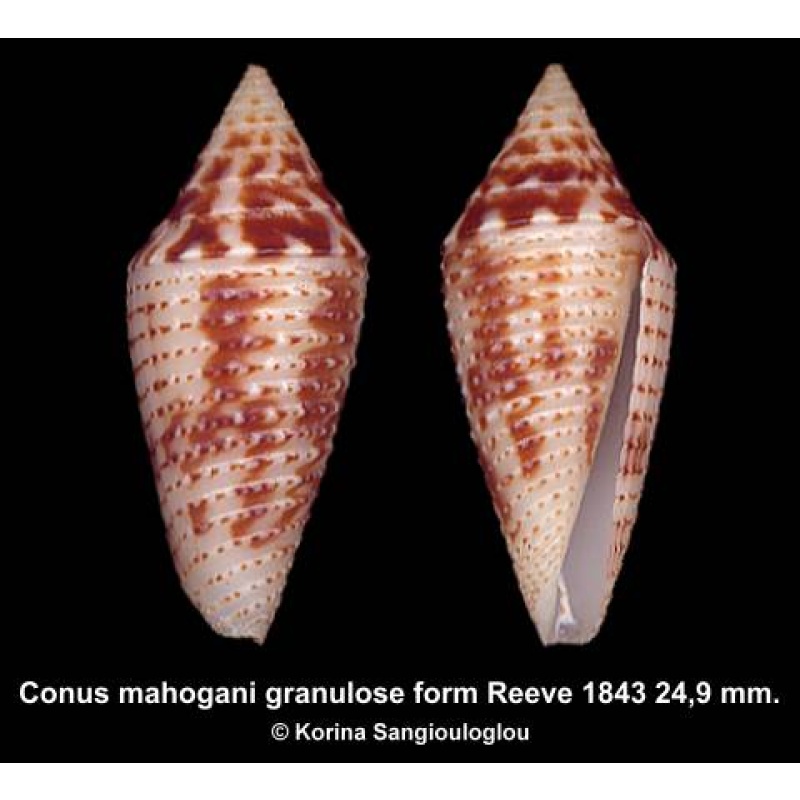 Conus mahogani granulose form Outstanding!