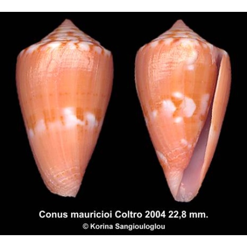 Conus mauricioi Gorgeous Orange Large!