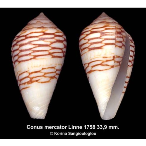 Conus mercator Gorgeous Classic Pattern!