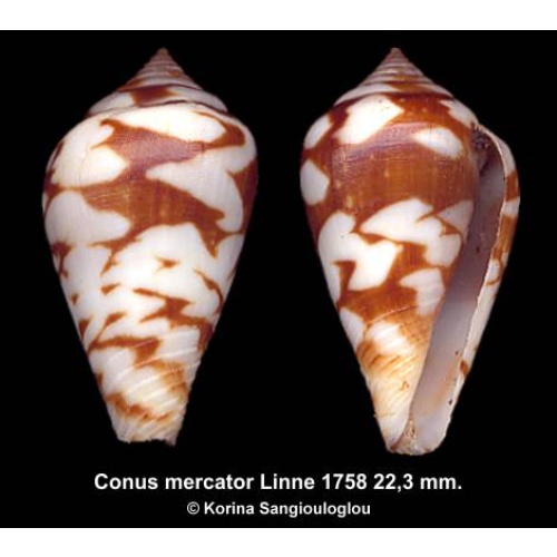 Conus mercator Gorgeous Unusual Large Pattern!