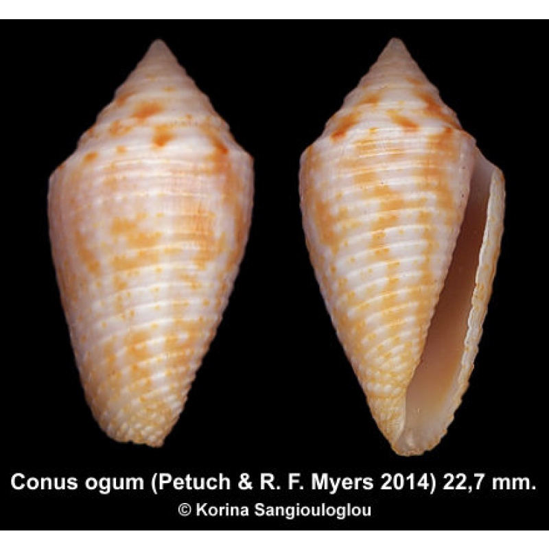 Conus ogum Gorgeous Extra Large!