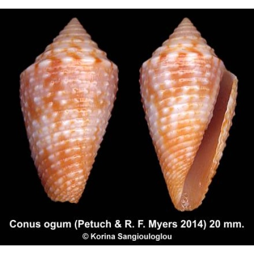 Conus ogum Gorgeous Large Orange Knobby!
