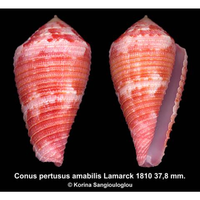 Conus pertusus amabilis Gorgeous Superb!