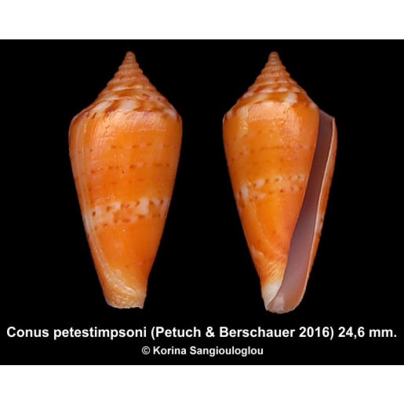 Conus petestimpsoni Gorgeous Superb Orange Baby!