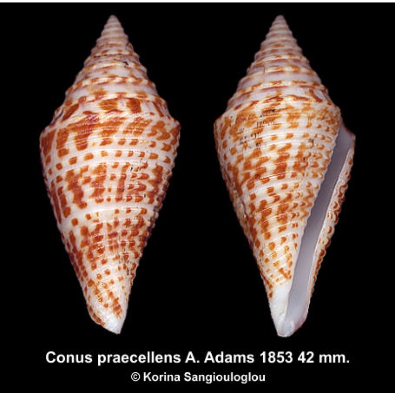 Conus praecellens Outstanding Large!