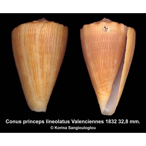 Conus princeps lineolatus Outstanding!