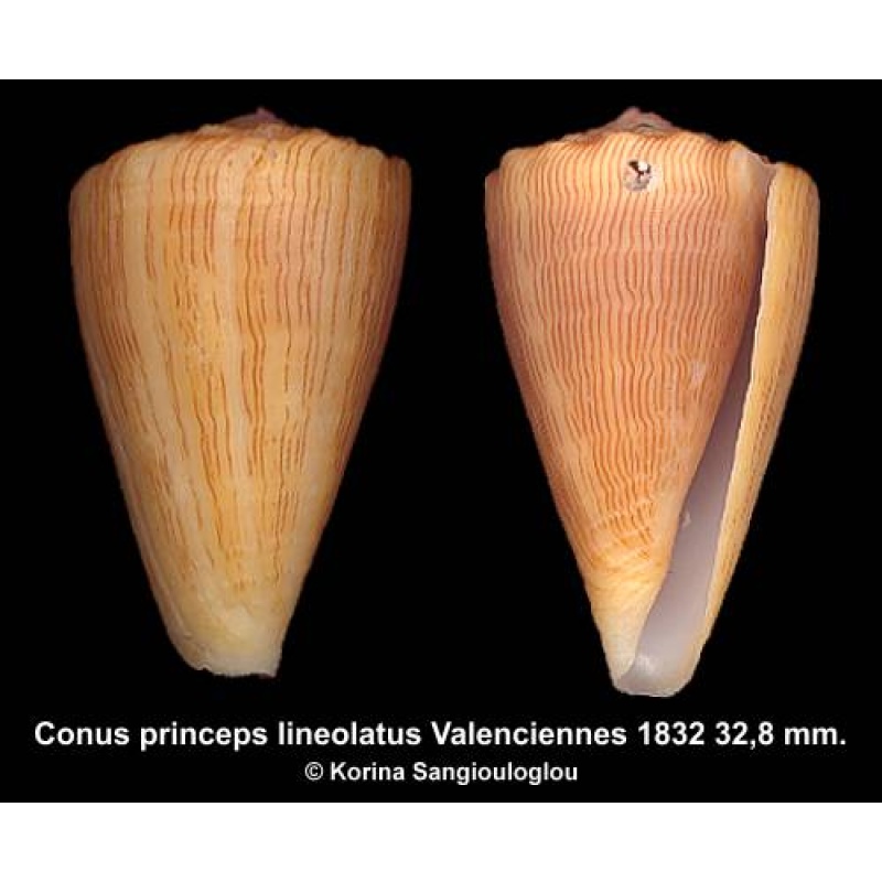 Conus princeps lineolatus Outstanding!