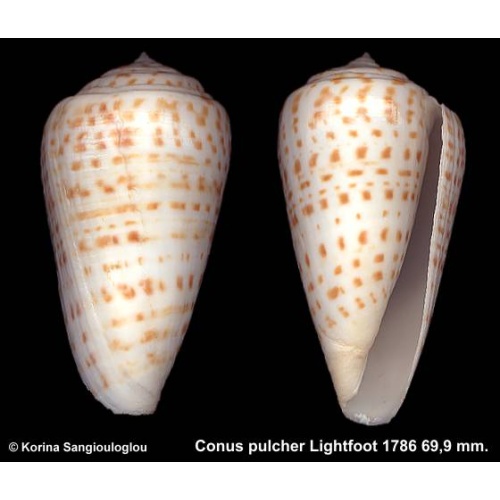 Conus pulcher Outstanding!
