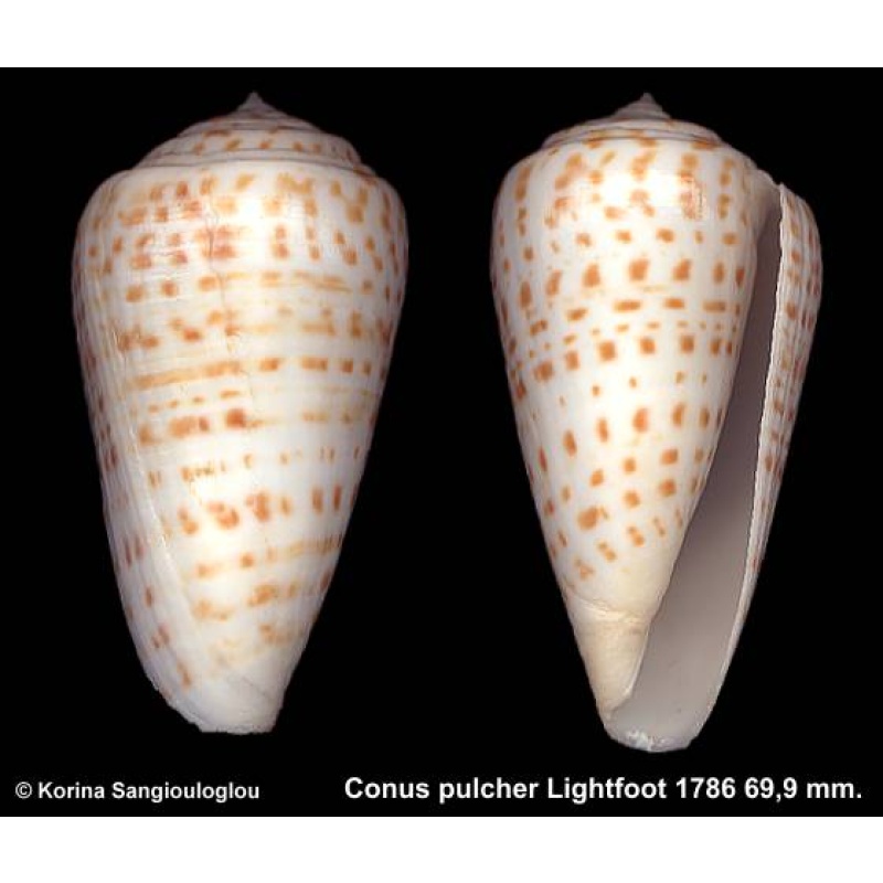 Conus pulcher Outstanding!