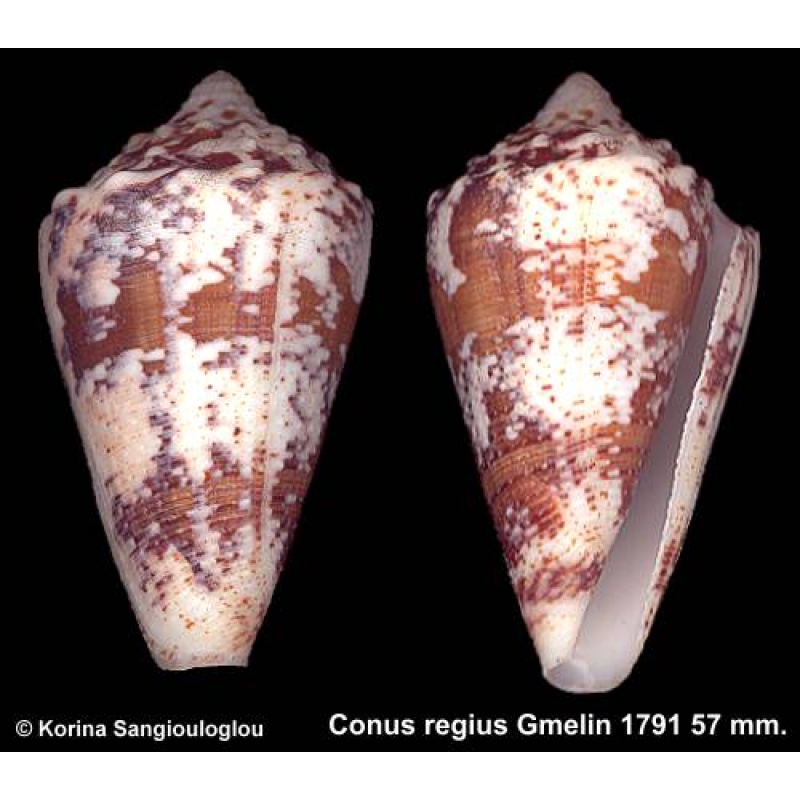 Conus regius Gorgeous Extra large High Spire!