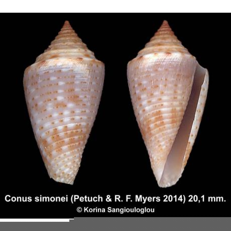 Conus simonei Gorgeous Bluish!