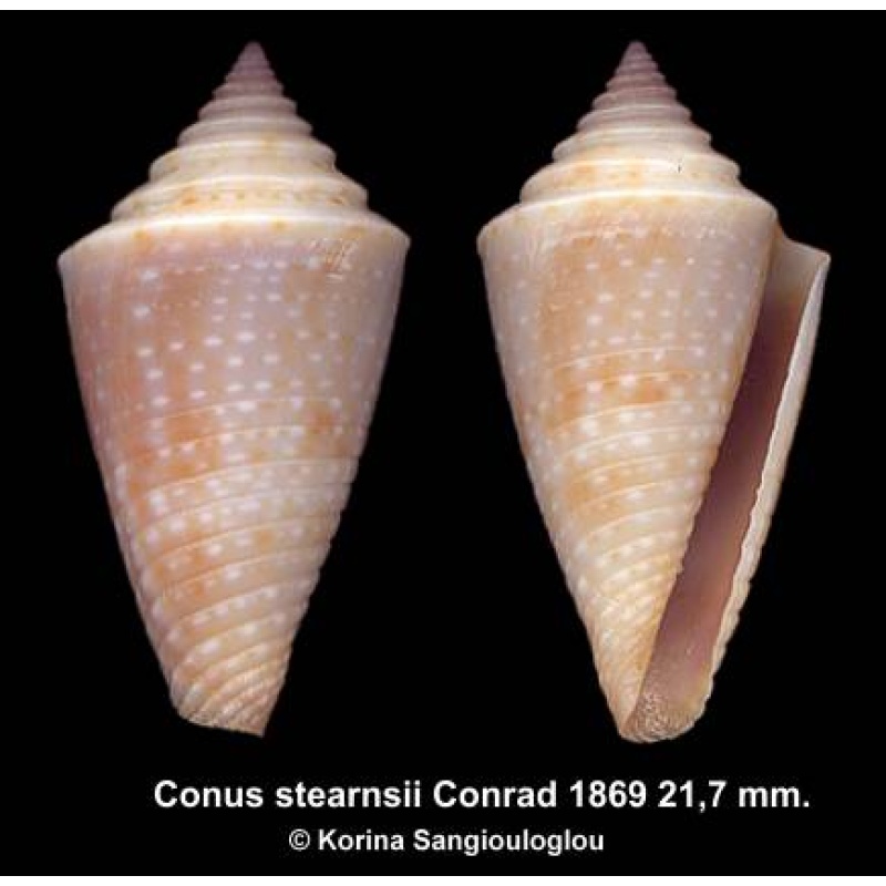 Conus stearnsii Gorgeous Large Superb!