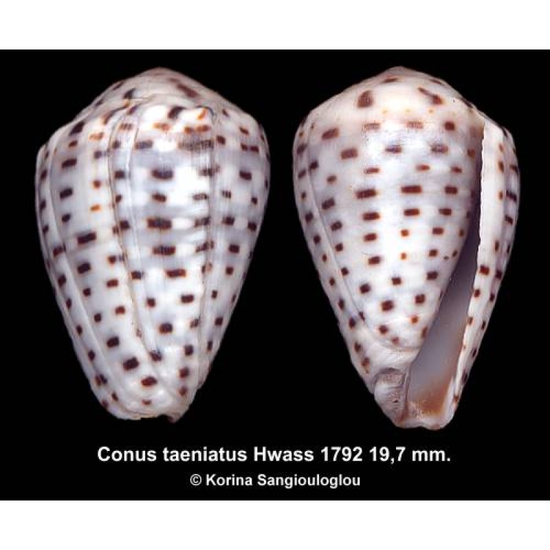 Conus taeniatus Outstanding!