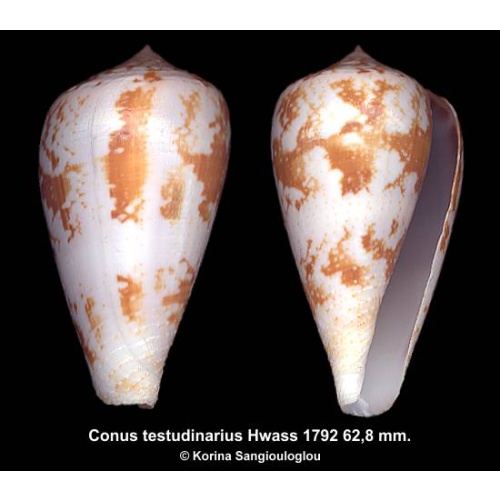 Conus testudinarius Gorgeous!
