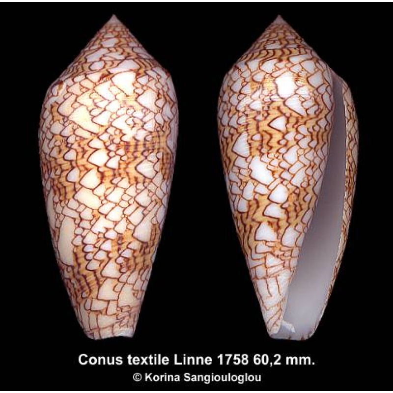 Conus textile Linne 1758 Gorgeous Corded!