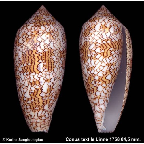 Conus textile Gorgeous Large Superb!