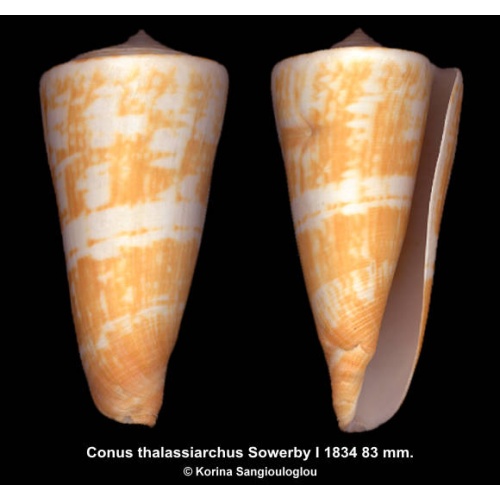 Conus thalassiarchus Outstanding Yellow/White!