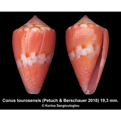 Conus tourosensis Gorgeous Rare Ornamented Orange!