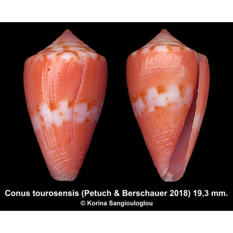 Conus tourosensis Gorgeous Rare Ornamented Orange!