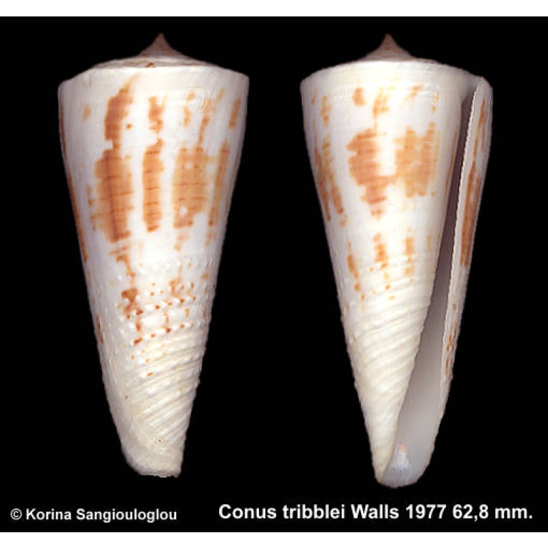 Conus tribblei Gorgeous Half Granulose!